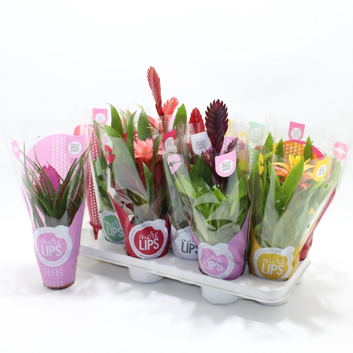 <h4>BROMELIA GEM</h4>