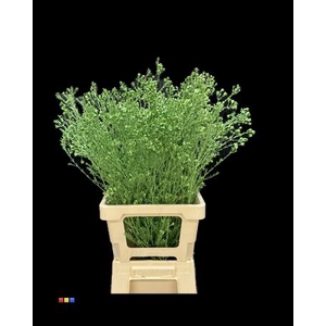 Waxflower Metallic Green