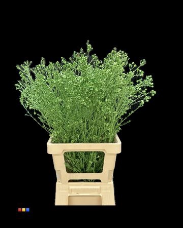 Waxflower Metallic Green