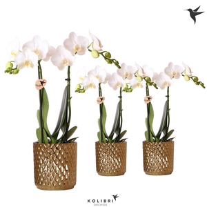 Kolibri Orchids Phalaenopsis white 2 spike in Diamond pot gold