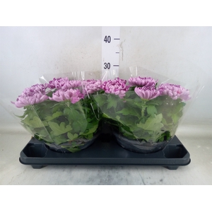 Chrysanthemum  'Cosmo Purple'