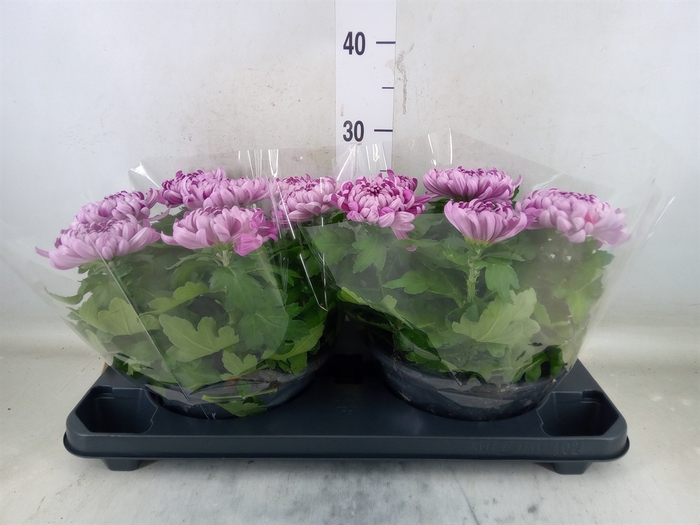 <h4>Chrysanthemum  'Cosmo Purple'</h4>