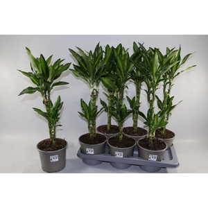 Dracaena frag. Cintho