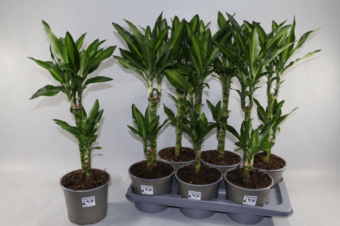 <h4>Dracaena frag. Cintho</h4>