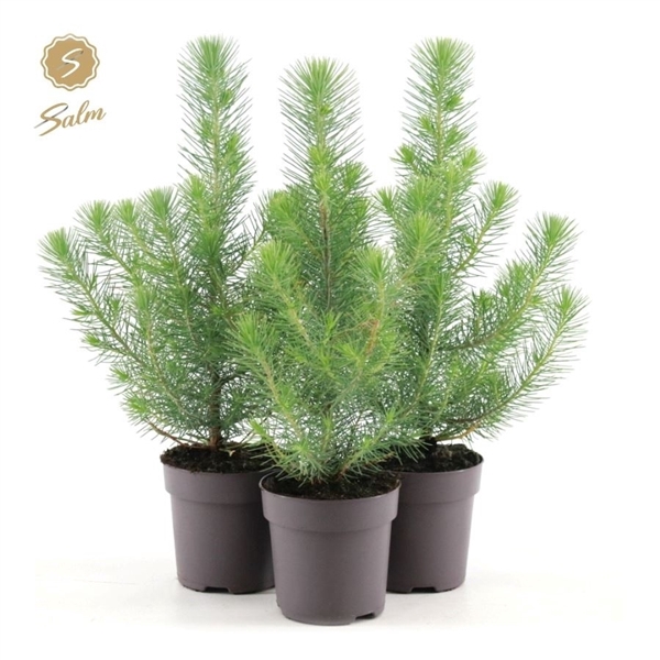 <h4>Pinus pinea 'Silver Crest' P10,5 (35-45)</h4>