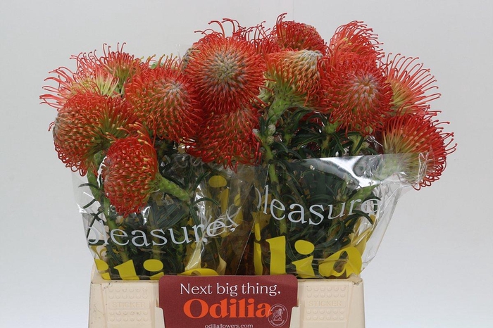 <h4>Nutans Succession</h4>