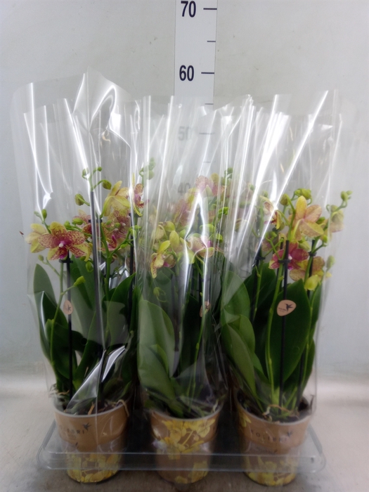 <h4>Phalaenopsis multi. 'Ant Grossetto'</h4>