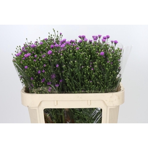 Aster Casarosa