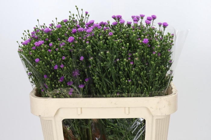 <h4>Aster Casarosa</h4>