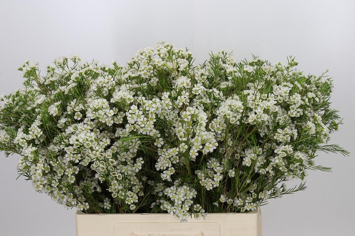 Chamelaucium Grace