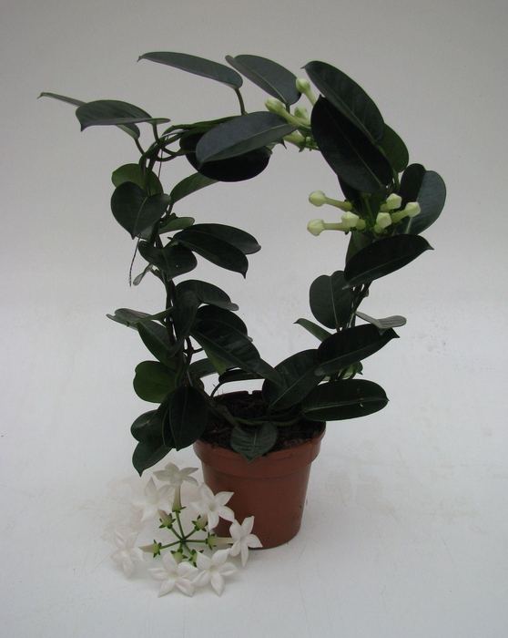 <h4>Stephanotis floribunda</h4>