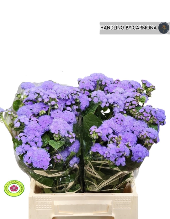 <h4>AGER H BLUE PLANET</h4>