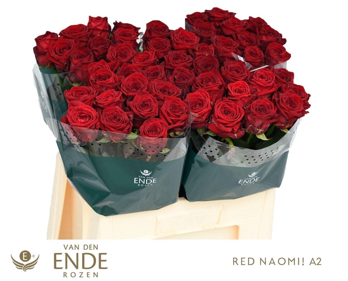 <h4>RS GR RED NAOMI ZWARTE EMMER!</h4>