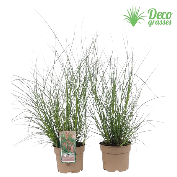 <h4>Miscanthus sinensis 'Flamingo'</h4>