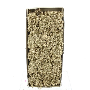 Dried Pepper Berries Antique Gold