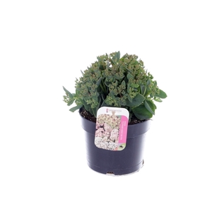 Sedum telephium Seduction RoseCharm