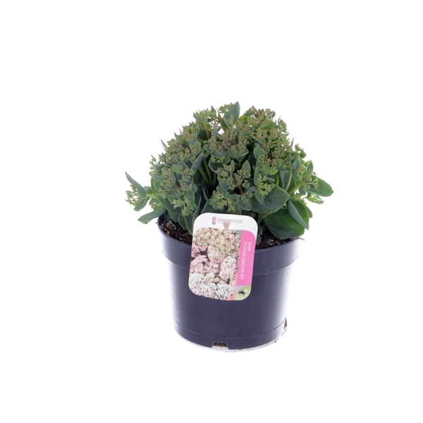 <h4>Sedum telephium Seduction RoseCharm</h4>