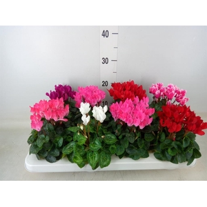 Cyclamen KL 'Compact'