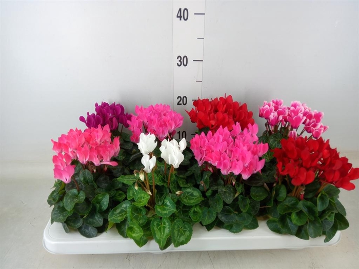 <h4>Cyclamen KL 'Compact'</h4>