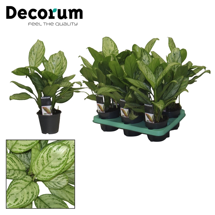 <h4>Aglaonema Christina</h4>