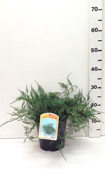 Juniperus virginiana Grey Owl