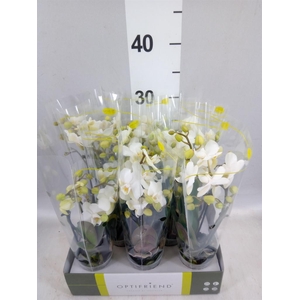 Phalaenopsis multi.   ...white