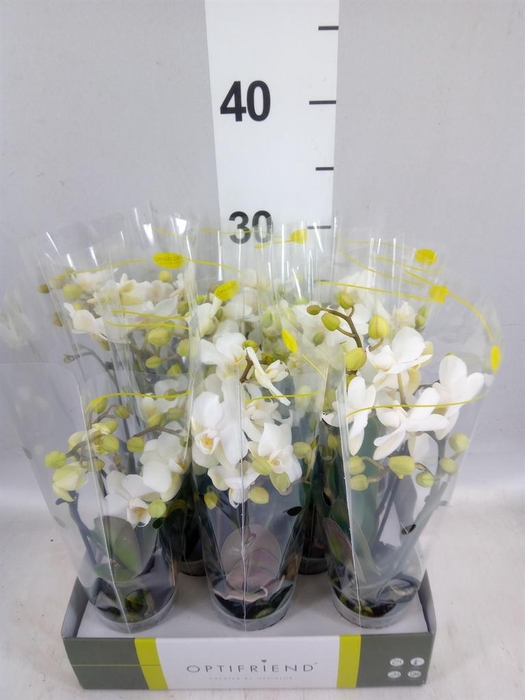 <h4>Phalaenopsis multi.   ...white</h4>