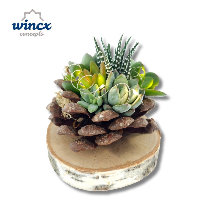 <h4>ARR SUCCULENTEN</h4>