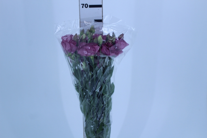 LISIANTHUS VINHO 070 CM