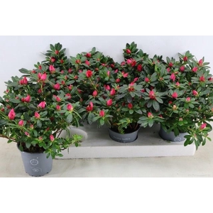 RHODO SI TAMIRA