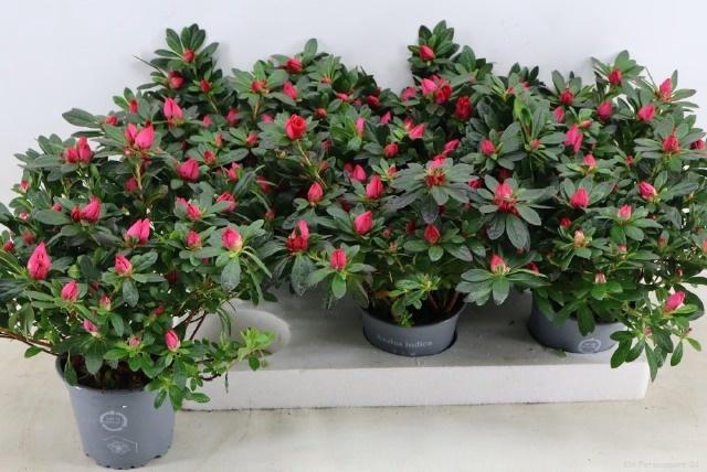 <h4>RHODO SI TAMIRA</h4>