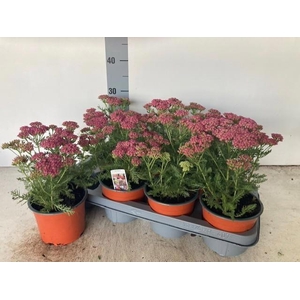 ACHI MILLEFOLIUM