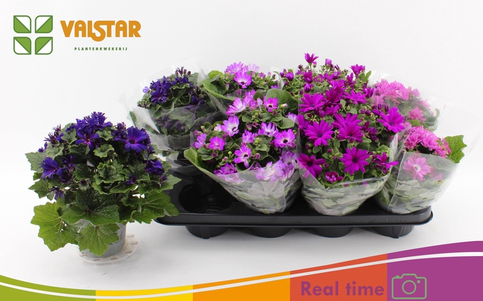 <h4>PERI C MAN GEM</h4>