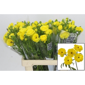 RAN BUTTERFL PHYTALO