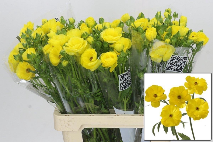 <h4>RAN BUTTERFL PHYTALO</h4>