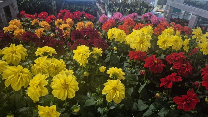 <h4>DAHLIA ROYAL GEM</h4>