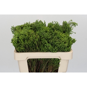 Kaaps Groen Agatosma