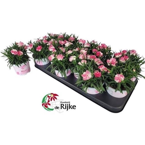 DIAN SPRINT PINK PRO