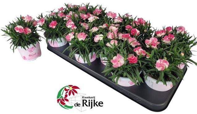 <h4>DIAN SPRINT PINK PRO</h4>