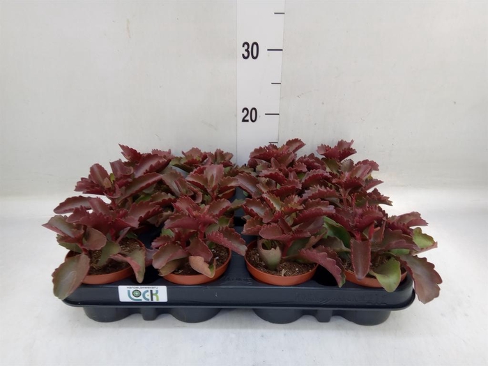 <h4>Succulents   ...</h4>