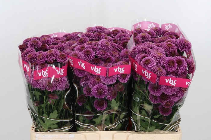 <h4>Chr San Aaa Doria</h4>