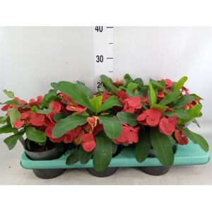 Euphorbia milii 'Cardinal'