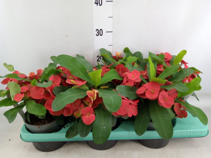 <h4>Euphorbia milii 'Cardinal'</h4>