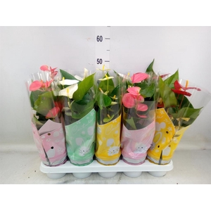 Anthurium   ...mix 4