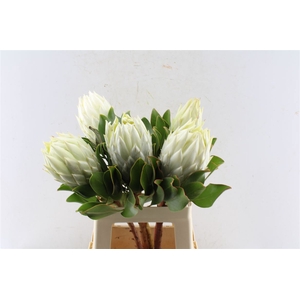 Protea Cy Arctic Ice
