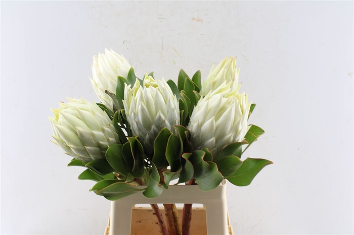 <h4>Protea Cy Arctic Ice</h4>