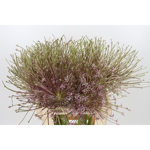 Allium Schubertii