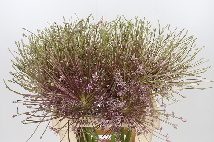 <h4>Allium Schubertii</h4>