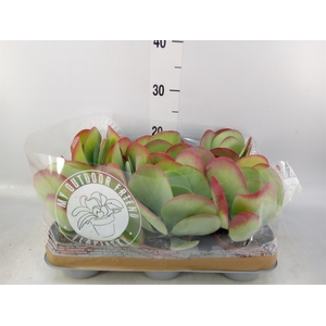Kalanchoe NF thyrsiflora