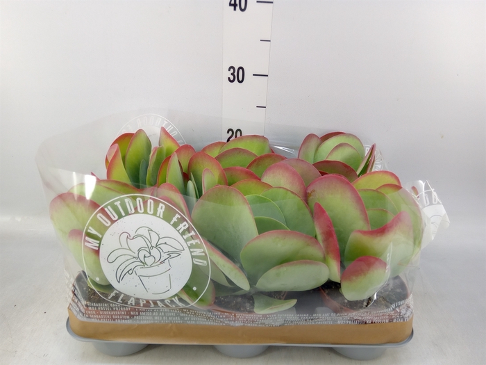 <h4>Kalanchoe NF thyrsiflora</h4>